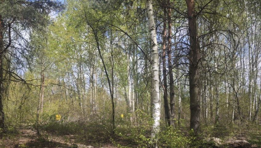 Działka Sprzedaż Lipków